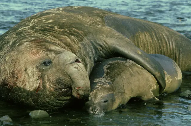 Morski slon u plitkoj vodi pored manje foke