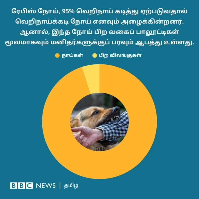 ரேபிஸ் நோய், 95% வெறிநாய் கடித்து ஏற்படுவதால் அதை வெறிநாய்க்கடி நோய் எனவும் அழைக்கின்றனர். ஆனால், இந்த நோய் பிற வகைப் பாலூட்டிகள் மூலமாகவும் மனிதர்களுக்குப் பரவும் ஆபத்து உள்ளது.