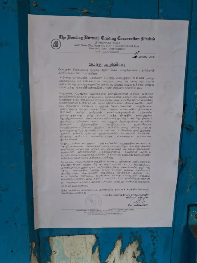 திருநெல்வேலி, மாஞ்சோலை, தேயிலை தோட்டம் 