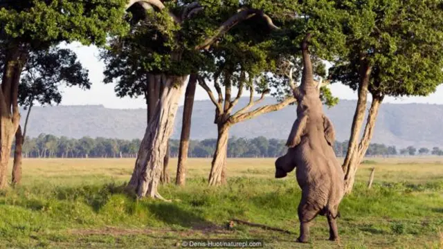 Giwar Afirka (Loxodonta africana) abincin rana