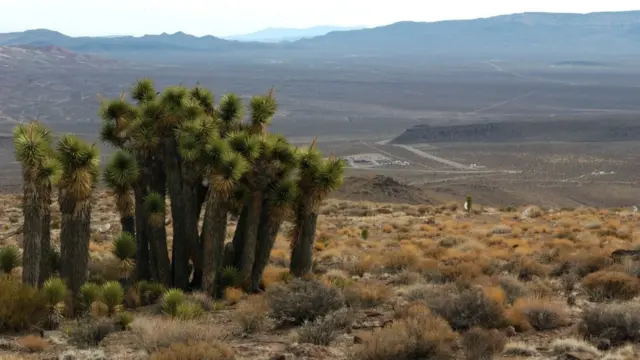 Montanha Yucca