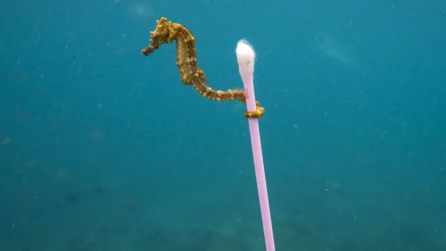 Морський коник