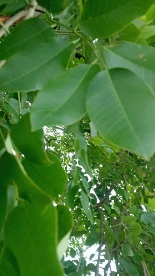 శిందే పొలంలోని చెట్టు కొమ్మ