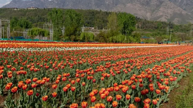 காஷ்மீர் டூலிப் பூ