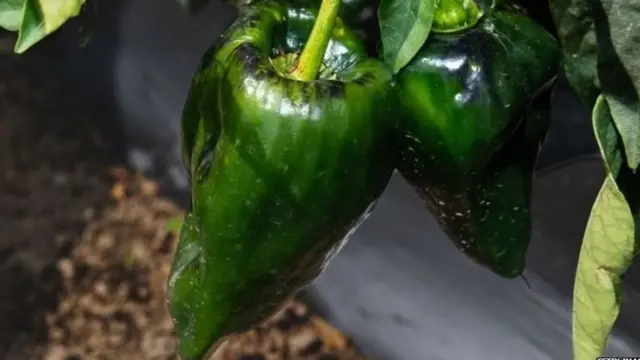 மிளகாய்