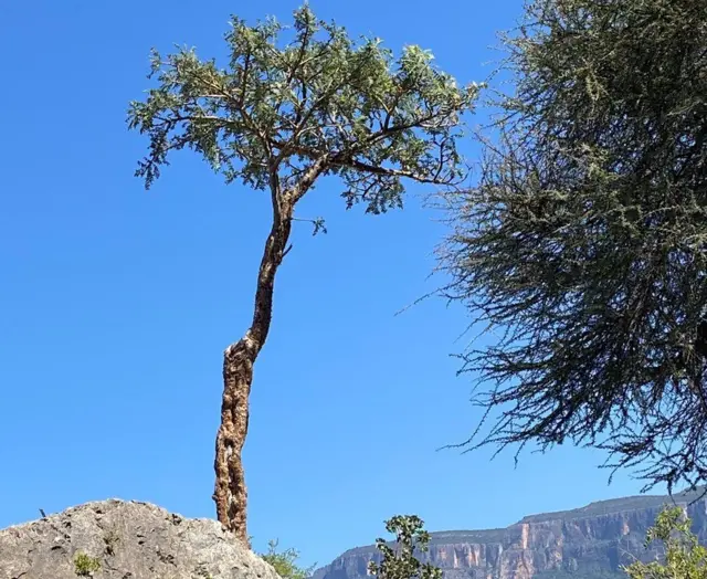 લોબાનનાં વૃક્ષો વર્ષોથી સચવાયેલાં હતાં