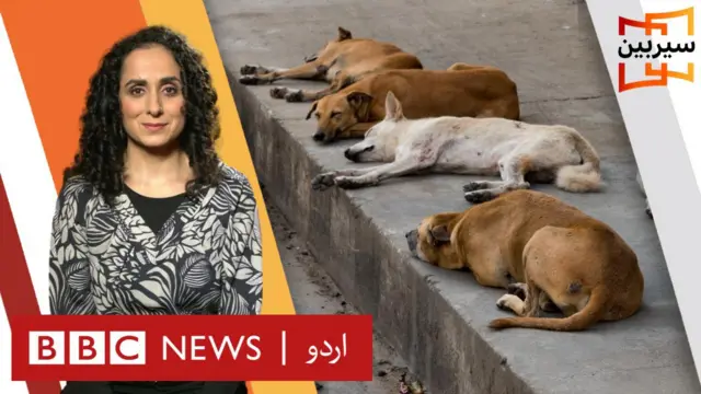 جانوروں کے حقوق