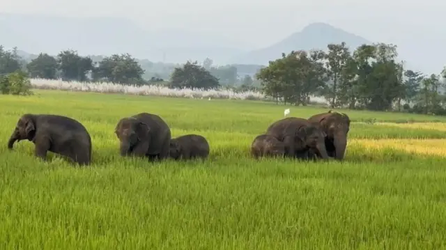 ఏనుగులు