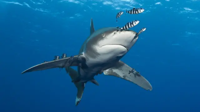 Ifi yo mu ibahari bita requin/ shark