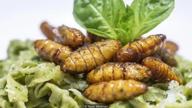 कीड़ों का कारोबार