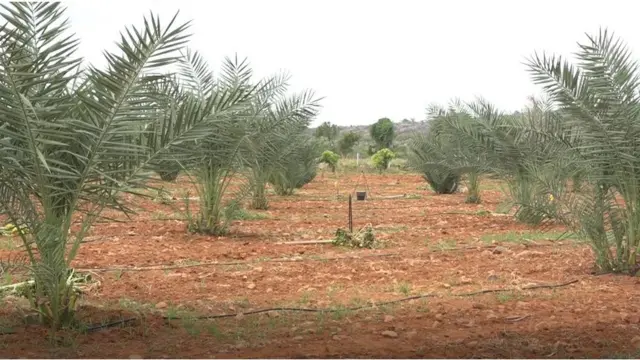 ఖర్జూరం