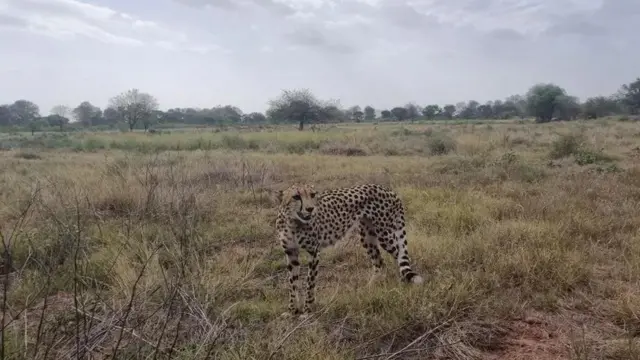 சிவிங்கிப் புலிகள், இந்தியா, ஆப்பிரிக்கா, குனோ 