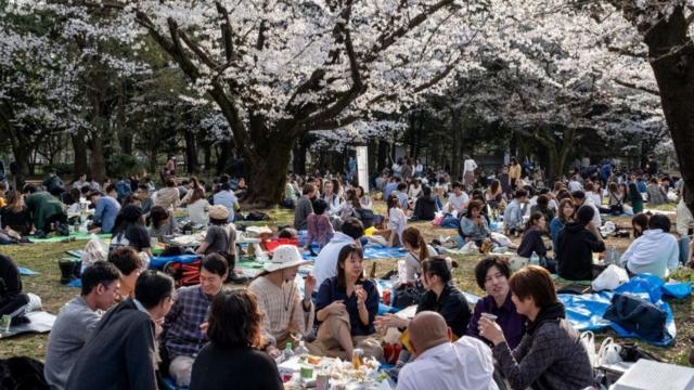 pessoas sentadas em parque sob cerejeiras em flor