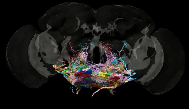 இந்த இணைப்புகள் ஈயின் இயக்கத்தைக் கட்டுப்படுத்தும் வகையிலான சுற்றை உருவாக்கின்றன