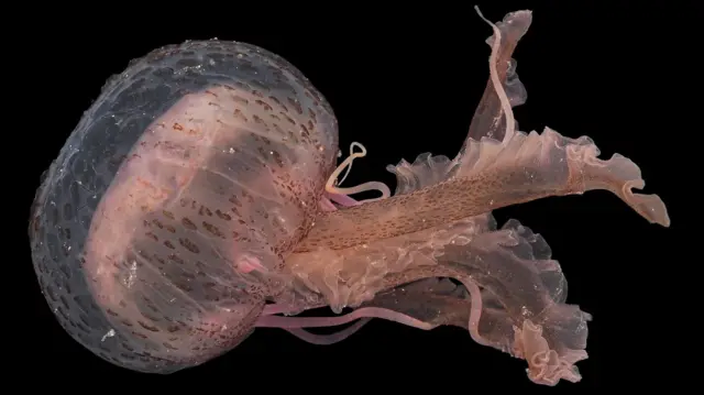 19-20 moss JELLYFISH　156cm 71B+fd-6vZL.jpg