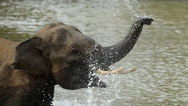 இலங்கையின் தென்பகுதிவரை பாய்ந்த வைகை, தாமிரபரணி நதிகள் - ஆய்வு சொல்வது என்ன?