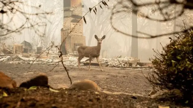 கலிஃபோர்னியாவில் காட்டுத்தீ