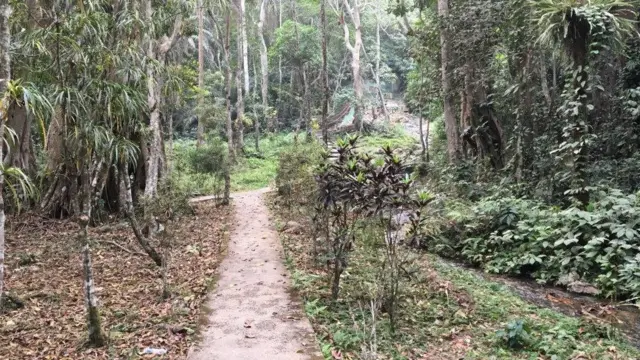 Aworan igi to wa ni ona igbafe Ikogosi - 3/2/2018