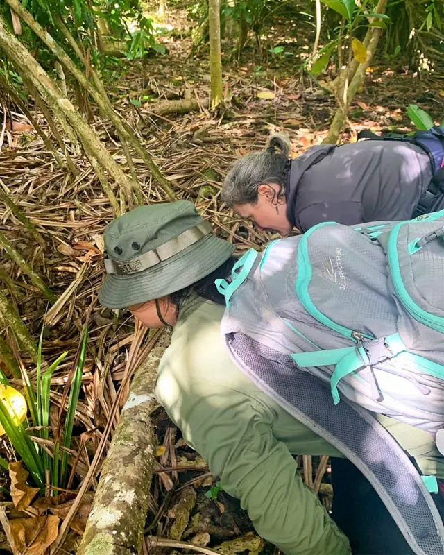 సాలెపురుగుల లెక్కింపు