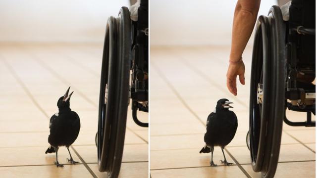 Pinguim próximo da cadeirapoker cenarodaspoker cenaSam