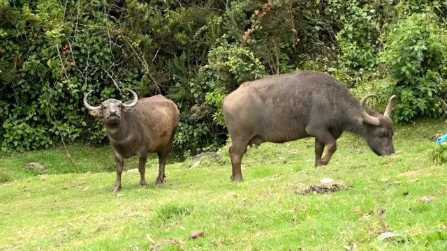 நீலகிரி, தோடர், எருமை