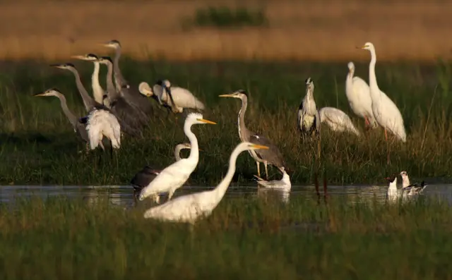 ptice na gornjem podunavlju