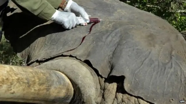 हाथी, केन्या, हाथीदांत, हाथीदांत की तस्करी