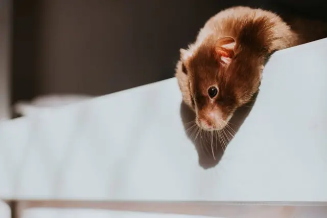 جاپان کی اوساکا یونیورسٹی سے منسلک پروفیسر شیمون ساکاگوچی نے اُن چوہوں پر تجربات کیے جن کا تھائیمس (مدافعتی غدود) نکال دیا گیا تھا تاکہ اُن میں خودکار مدافعتی بیماری پیدا ہو۔ 