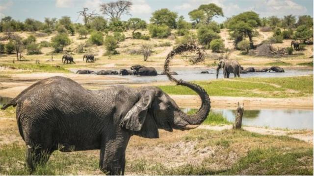 博泰蒂河流域是許多非洲雄象的聚集地。