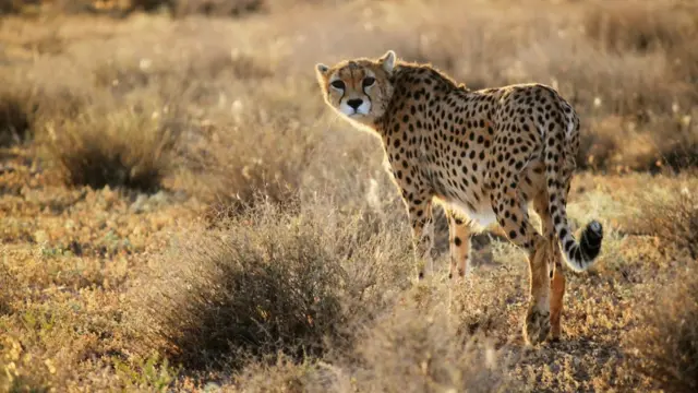 ஆசிய சிவிங்கிப் புலி