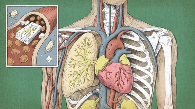 मायक्रोप्लास्टिकचे कण शरीर पूर्णपणे विघटित करू शकत नाही, अशी शक्यता आहे.