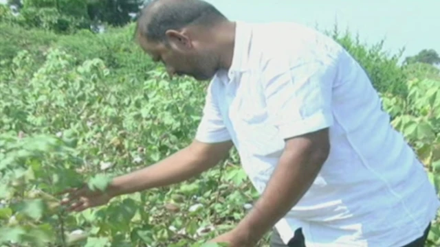 अवकाळी पाऊस आणि वादळी वाऱ्यामुळे गमे यांच्या पीकाचं नुकसान झालं.