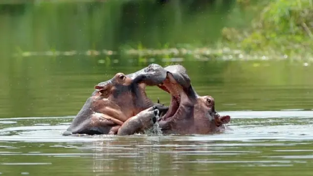 Dua kuda nil ini adalah keturunan kuda nil yang diimpor ke lahan pertanian milik Escobar.
