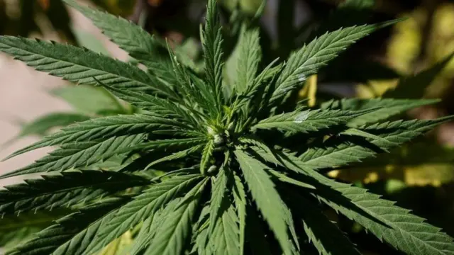 గంజాయి ఆకులు