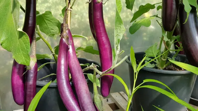 มะเขือยาวไทย