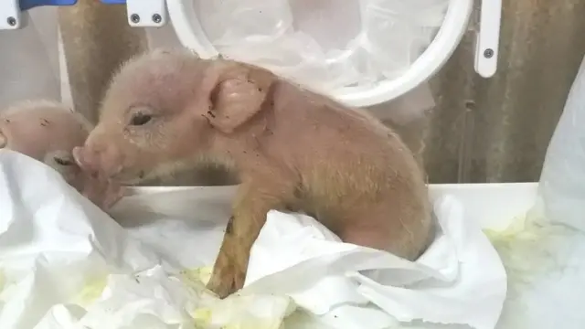 Свиномартышка