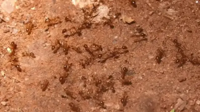 मुंग्या, प्राणी, तामिळनाडू