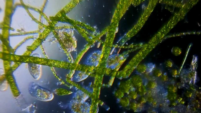 கூட்டமாக இருக்கும் நுண்ணுயிரிகள்