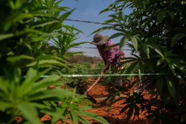 A woman at Padwell Miriri's farm removes field grass inside an industrial hemp farm on August 27, 2021 in Mazowe, Zimbabwe