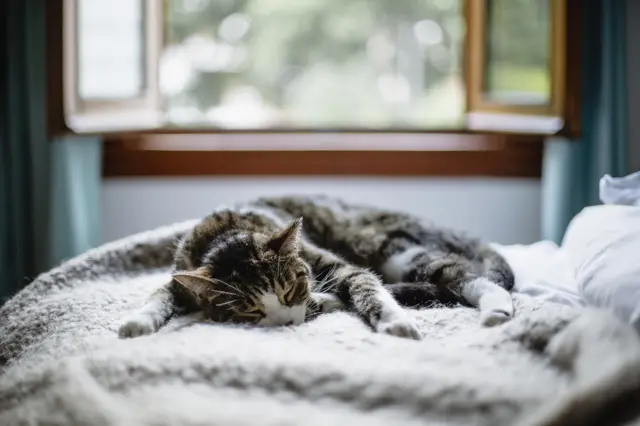 мачка спава на кревету