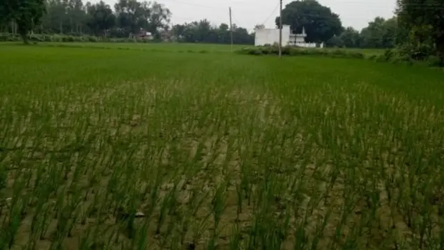 వరి సాగు