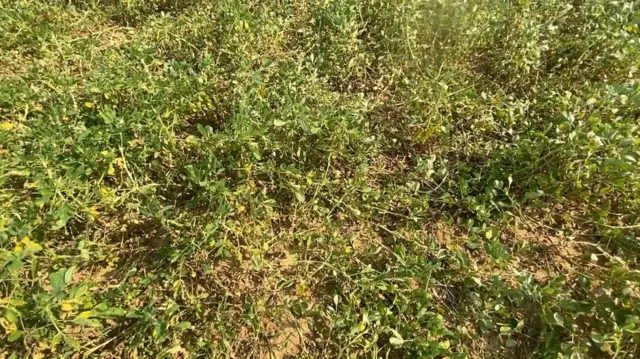 मूंगफली की फसल