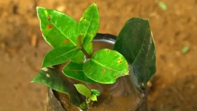 மரம் வளர்க்க விதைகளுக்கு பதிலாக இலை