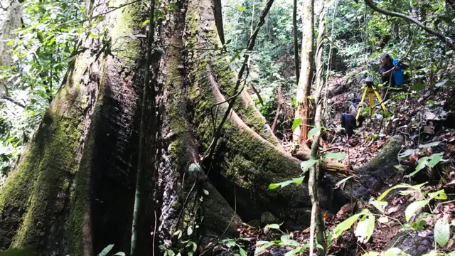Base del tronco de Menara