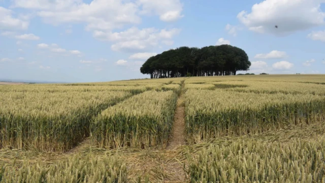 crop circle