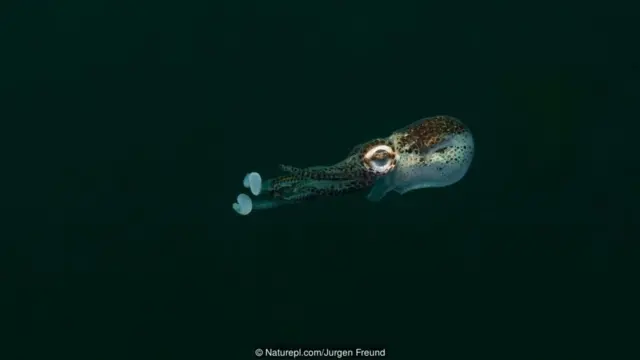 Naturepl.com/Jurgen Freund
