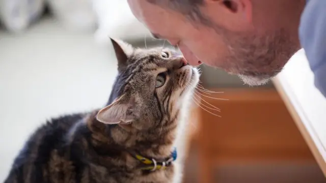 gato olhando para o dono