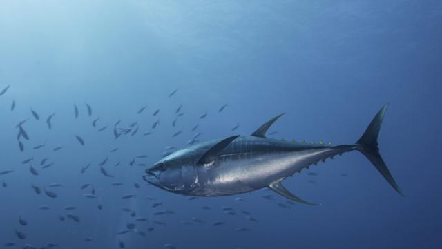 World Oceans Day: Yellowfin tuna is being overfished says new report - BBC  Newsround