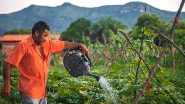 Agricultor usa regador para molhar plantas