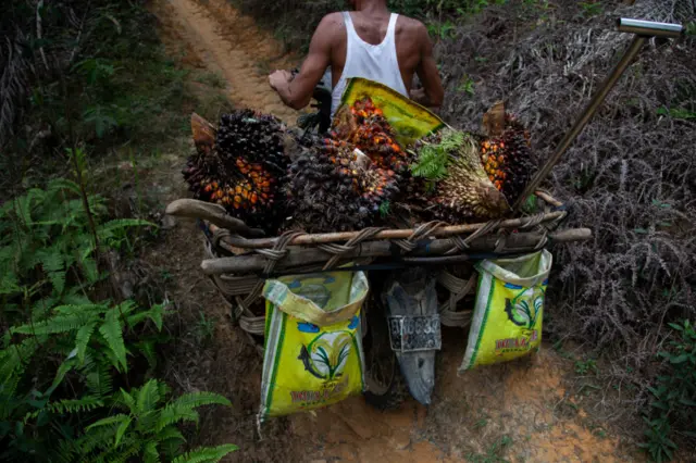 ilustrasi pengelolaan sawit oleh warga